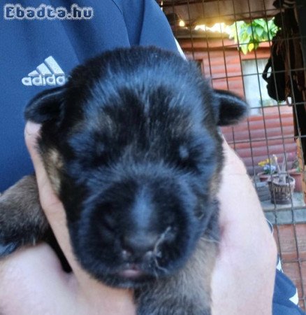 Német juhász kölykök