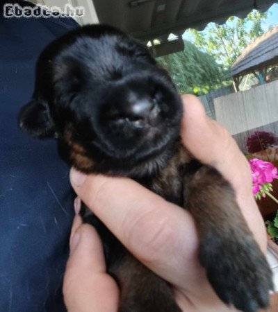 Német juhász kölykök