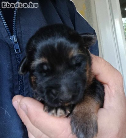 Német juhász kölykök