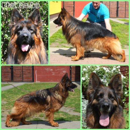 Hosszúszőrű Német juhász kölykök