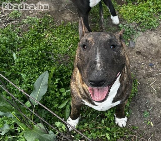 Bullterrier fedeztetés