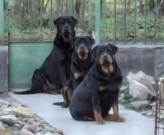 Rottweiler