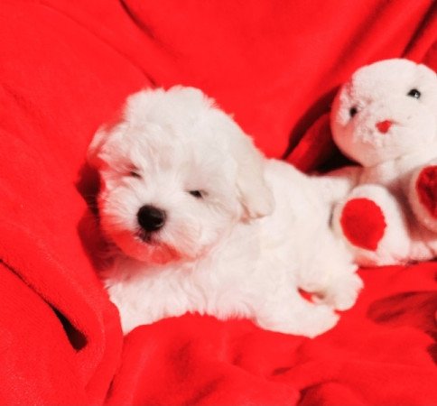 Bichon Havanese