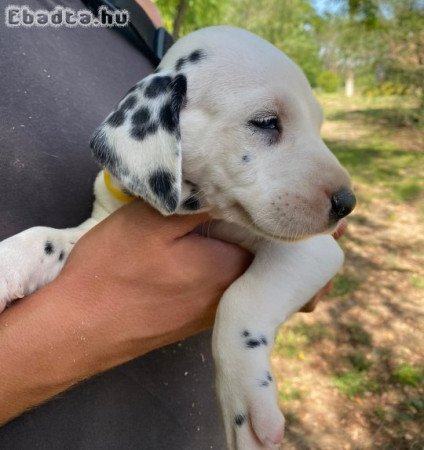 Dalmata kislányok foglalhatók