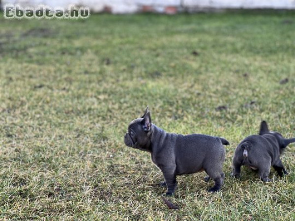 9 hetes Francia bulldog kölykök eladók