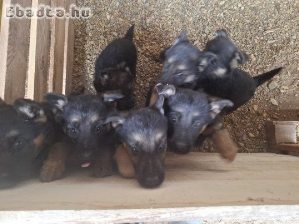 Német juhász kiskutya