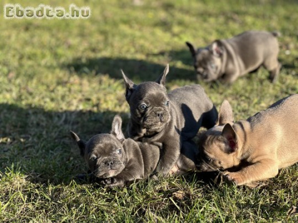 9 hetes Francia bulldog kölykök eladók