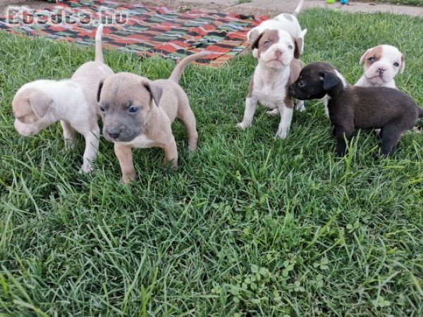 Amerikai Staffordshire Terrier kiskutyák