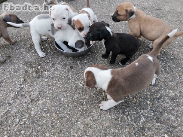 Amerikai Staffordshire Terrier kiskutyák