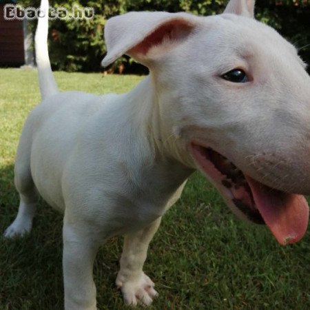 Bullterrier kiskutya elado