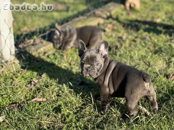 9 hetes Francia bulldog kölykök eladók