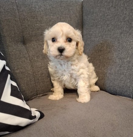 Maltipoo
