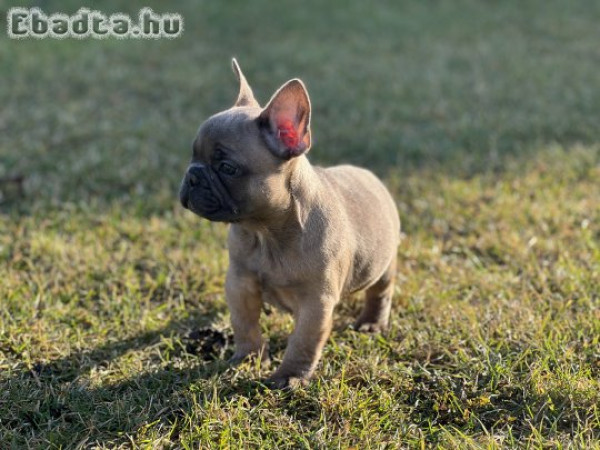 9 hetes Francia bulldog kölykök eladók