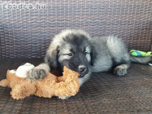 Bakony Gyöngye Léna sarplaninac kölyök gazdára vár