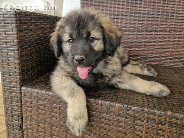 Bakony Gyöngye Léna sarplaninac kölyök gazdára vár