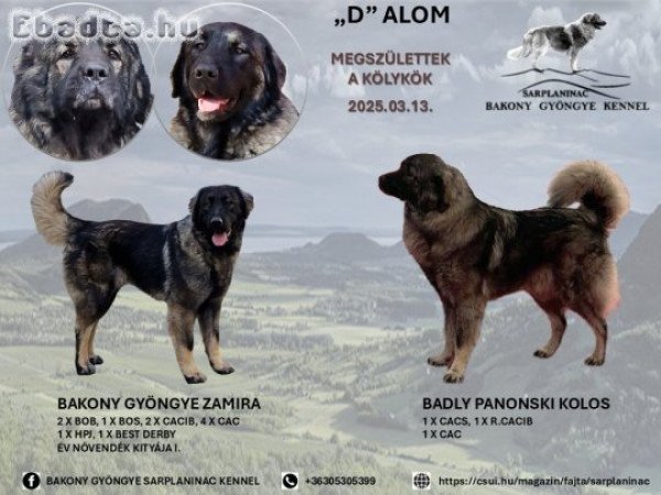 Bakony Gyöngye Léna sarplaninac kölyök gazdára vár