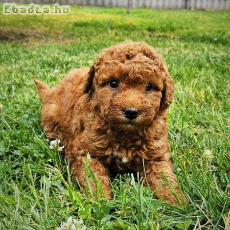 Törpe uszkár kiskutyák