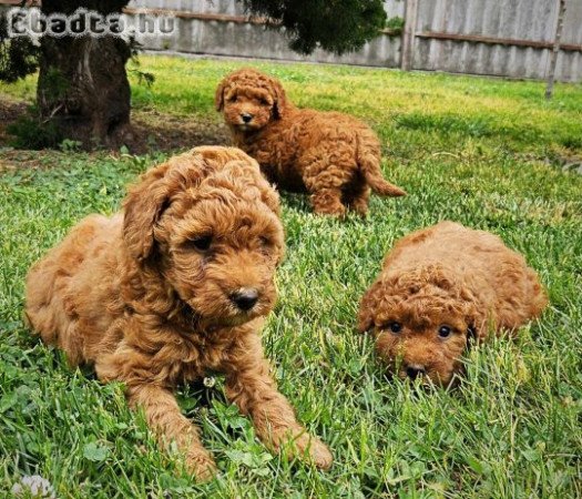 Törpe uszkár kiskutyák