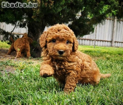 Törpe uszkár kiskutyák