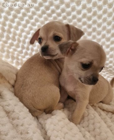 Eladó Mini Csivavák