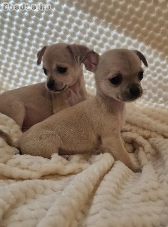 Eladó Mini Csivavák