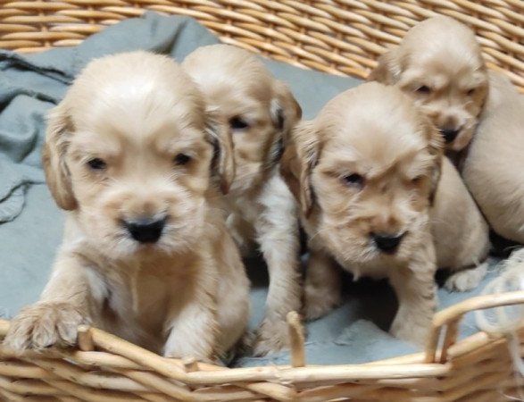 Angol Cocker Spániel