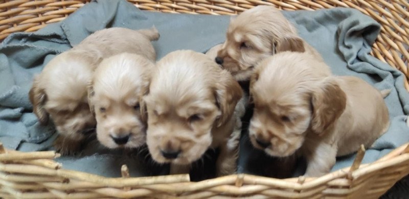 Angol Cocker Spániel