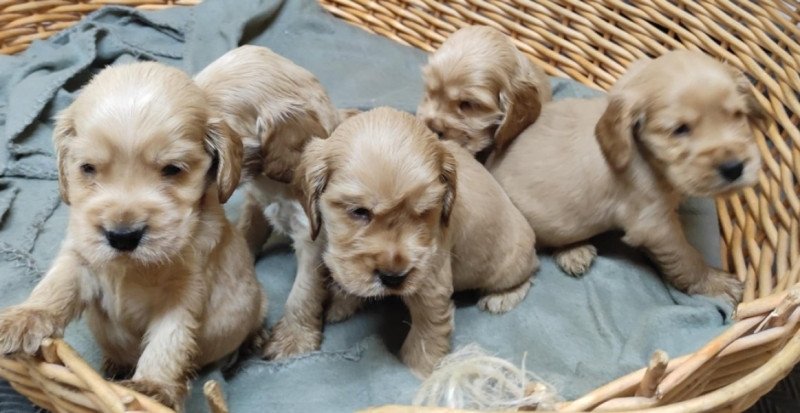 Angol Cocker Spániel