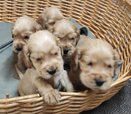 Angol Cocker Spániel