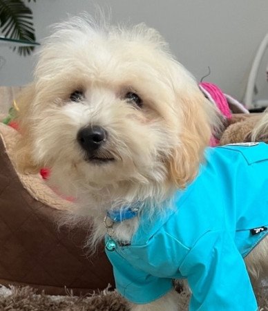 Máltai selyemkutya x törpe uszkár