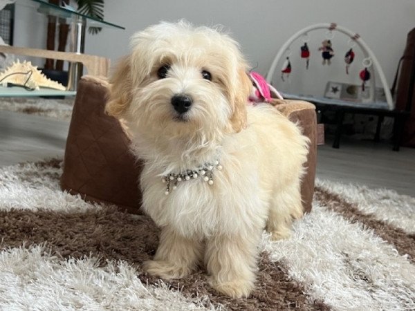 Máltai selyemkutya x törpe uszkár