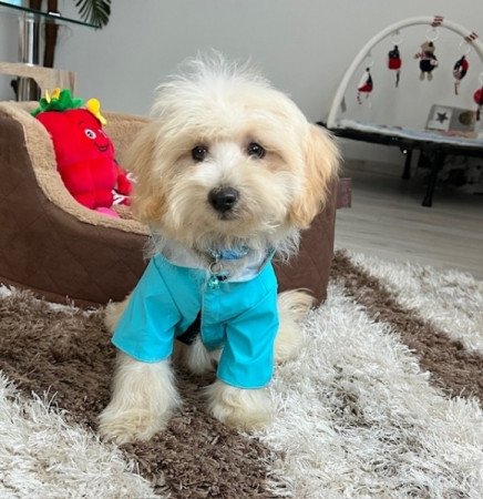 Máltai selyemkutya x törpe uszkár