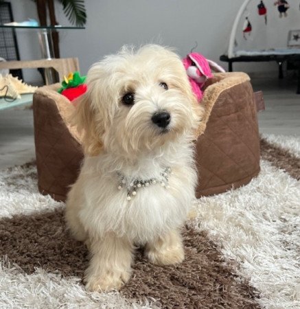 Máltai selyemkutya x törpe uszkár