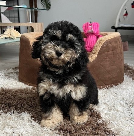 Máltai selyemkutya x toy uszkár