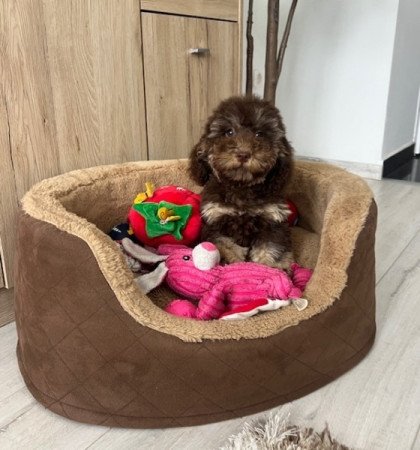 Máltai selyemkutya x toy uszkár