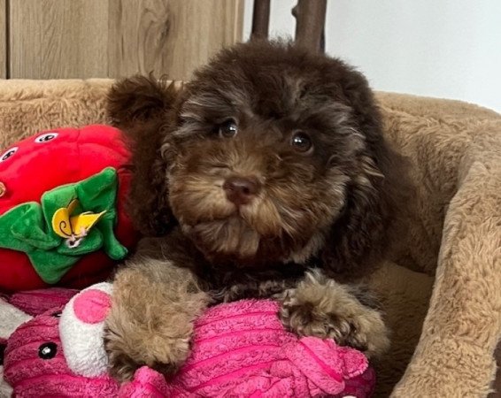 Máltai selyemkutya x toy uszkár