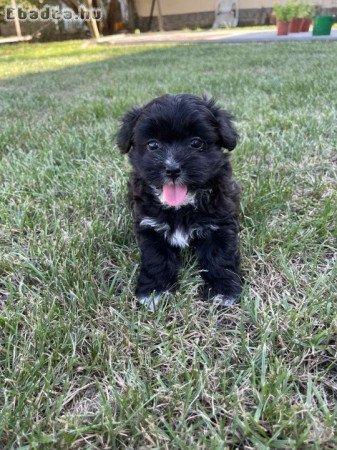 Bichon Havanese