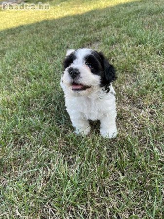 Bichon Havanese