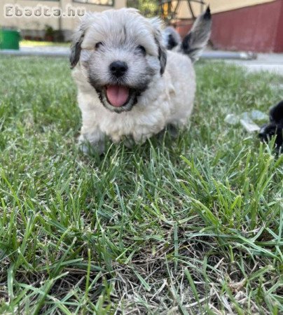 Bichon Havanese