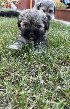 Bichon Havanese