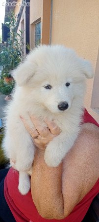 Samojed kutyusok