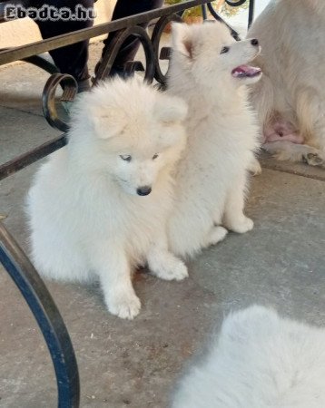 Samojed kutyusok