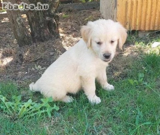 Golden retriever kiskutyusok