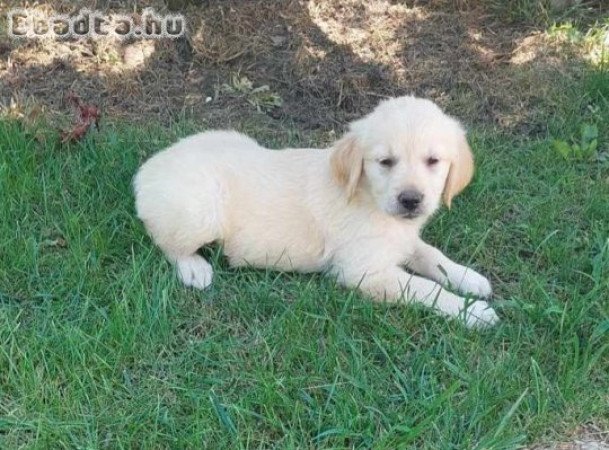 Golden retriever kiskutyusok