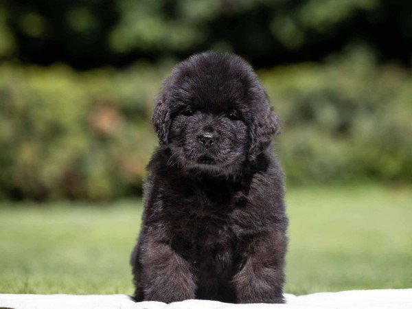 Újfundlandi kiskutyák