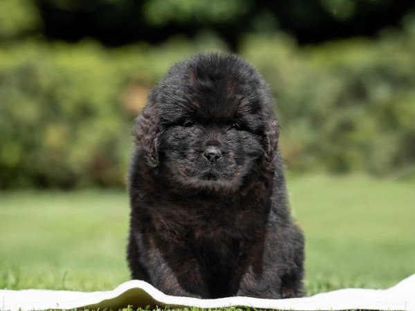 Újfundlandi kiskutyák