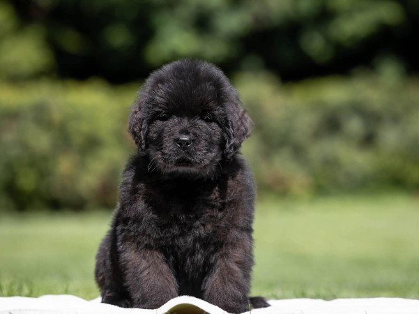 Újfundlandi kiskutyák