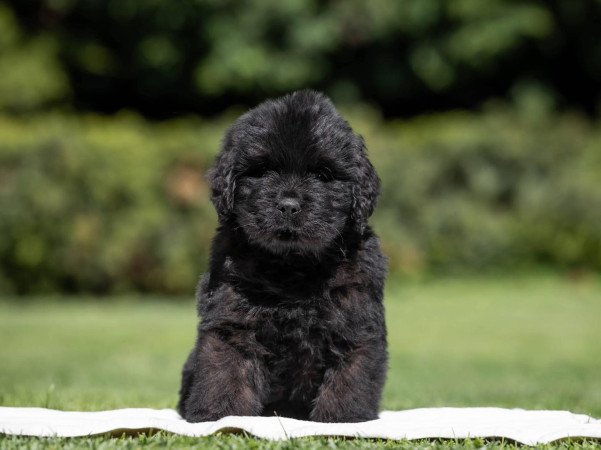 Újfundlandi kiskutyák