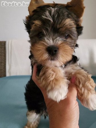 Yorkshire terrier kölykök eladók