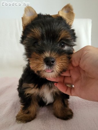 Yorkshire terrier kölykök eladók